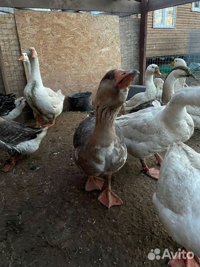 Гусь,индоутка