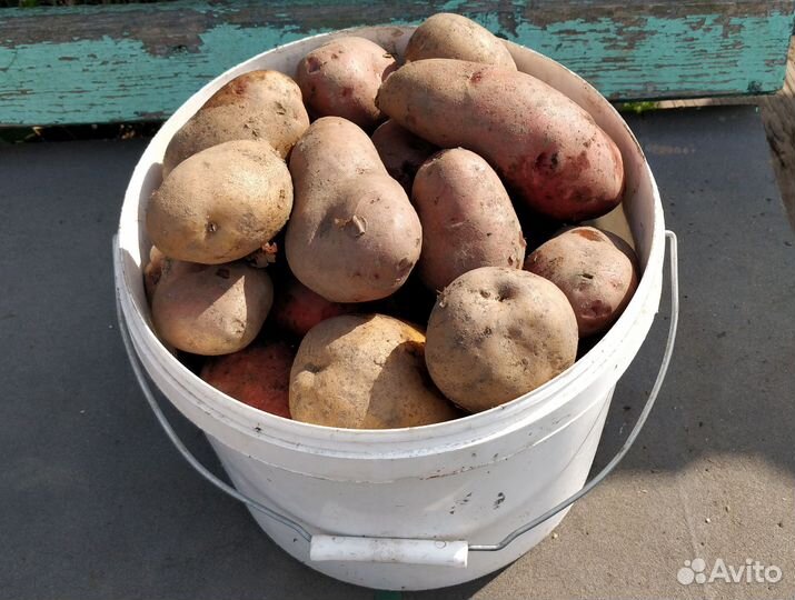 Продам картофель (ямный)