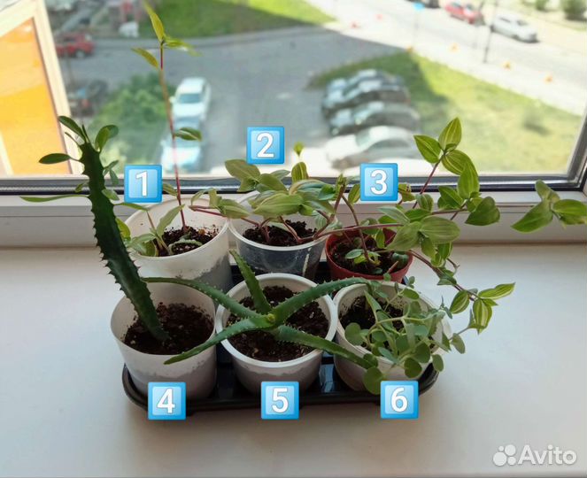 Любой цветок по одной цене