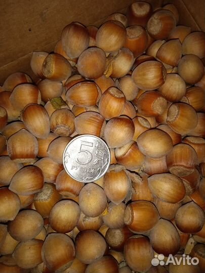 Лещина фундук