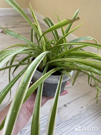 Хлорофитум маленький и крупный