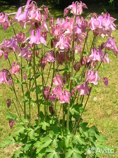 Рассада. Аквилегия. Маргаритки