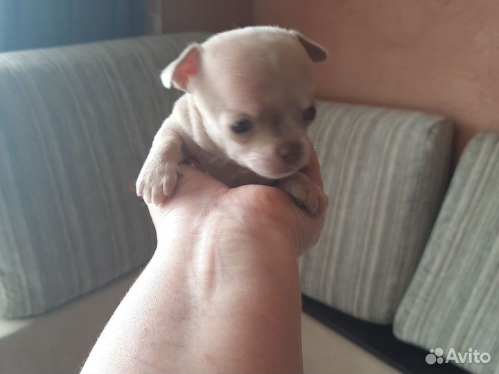 Щенки чихуахуа