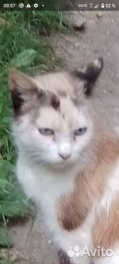 Молодая кисонька Мишель