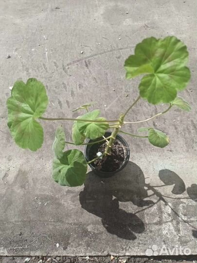 Пеларгония герань