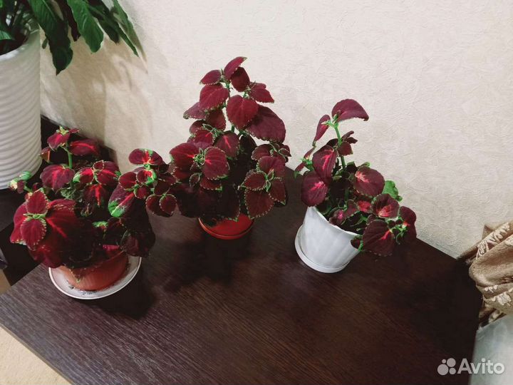 Продам комнатные цветы с горшком