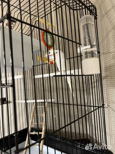 Попугай и клетка