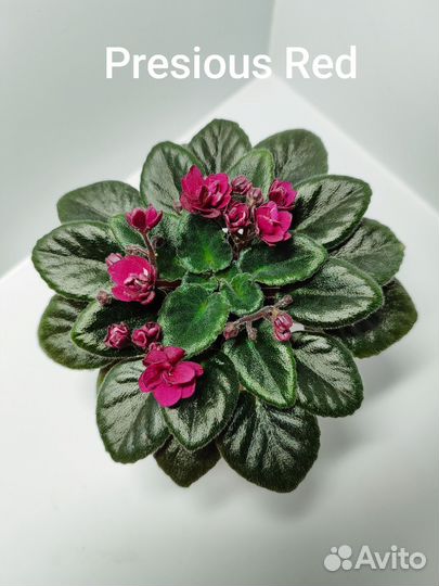 Мини фиалочки