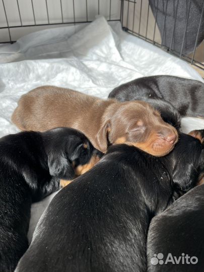 Щенки таксы