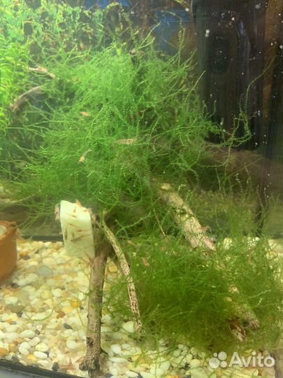 Креветки,сомы коридорос и анцитрусы,меченосцы