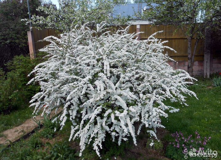 Спирея грефшейм