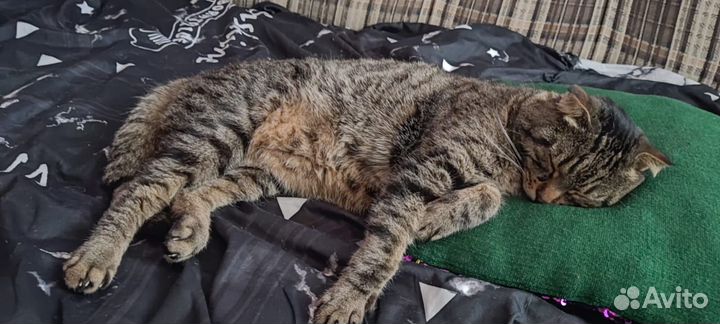 Британский вислоухий кот