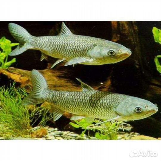 Амур белый для пруда