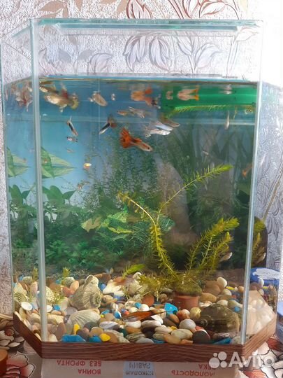 Аквариум