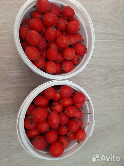 Боярышник крупноплодный