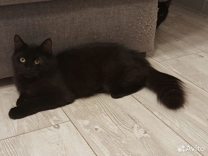 Багира и черная пантера котята