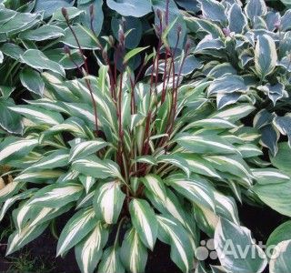 Хосты для сада и другие растения