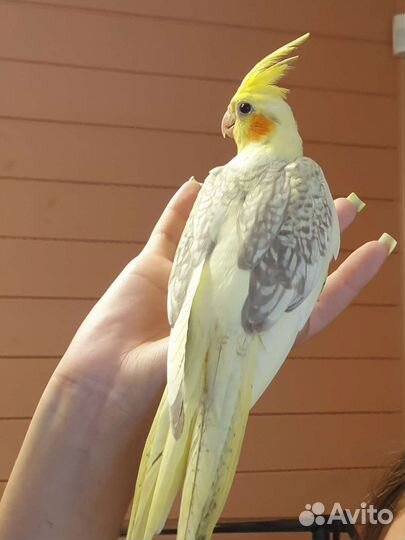 Попугай корелла