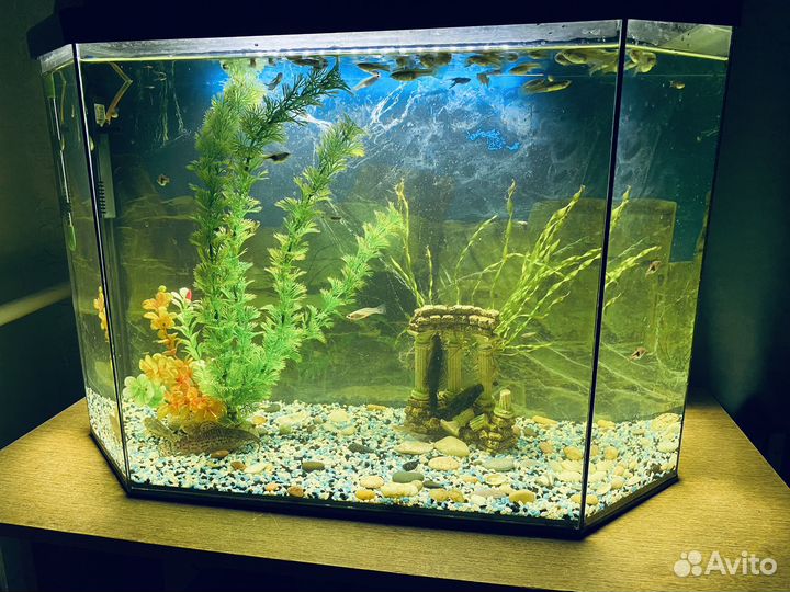 Аквариум 80 л с рыбками