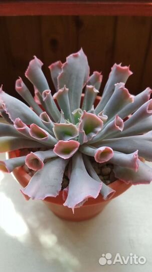 Crassula ovata Money jade Magic