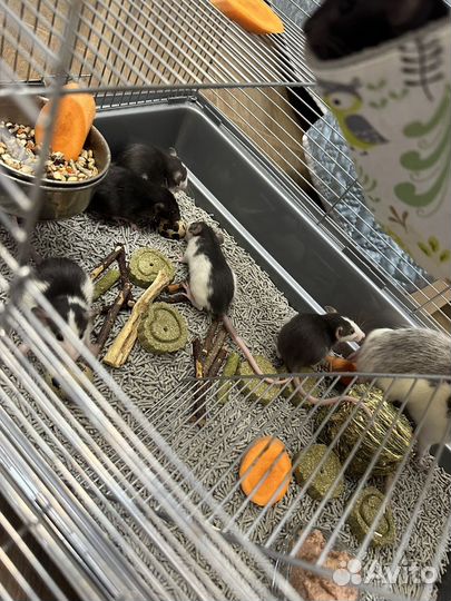 Крысята дамбо