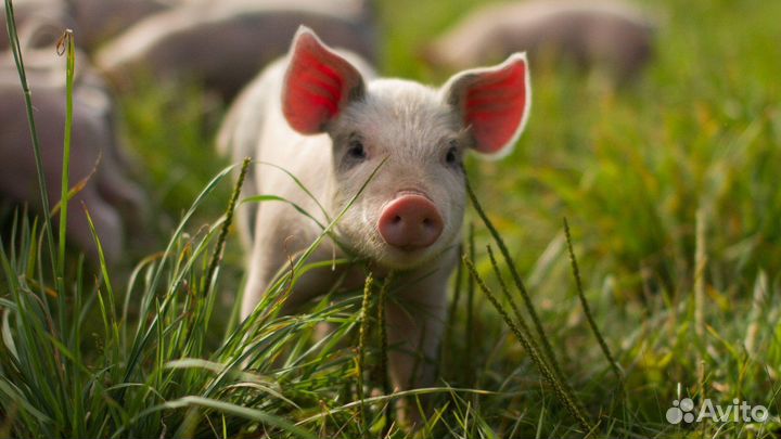 Поросята Кармалы