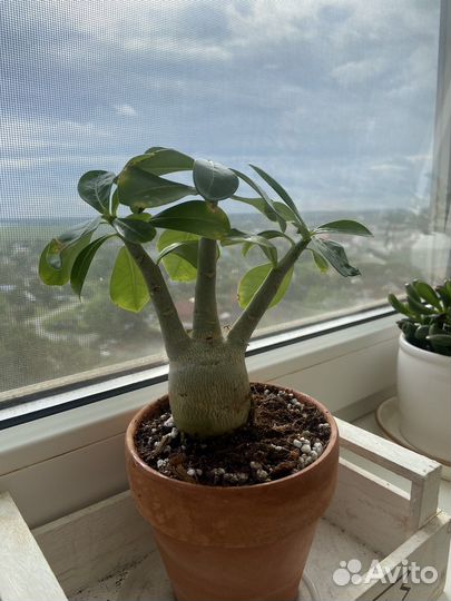 Адениум(Adenium)роза пустыни