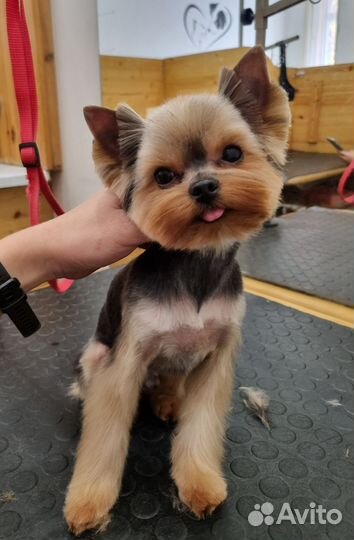 Стрижка собак и кошек с выездом на дом