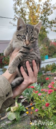 Котенок добрые руки