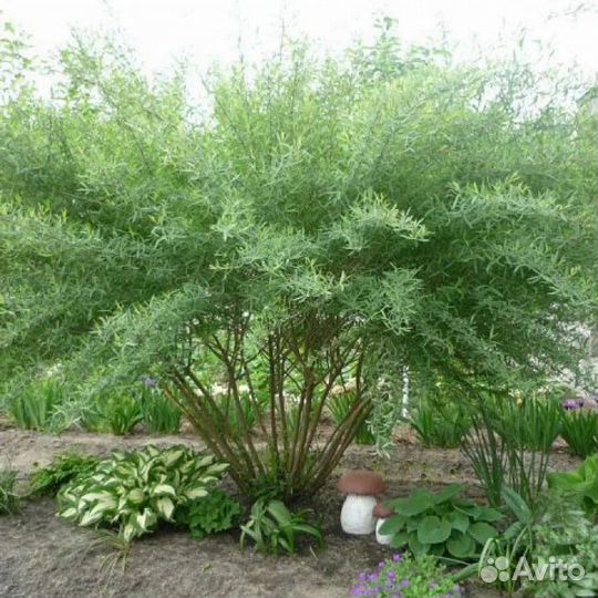 Ива розмаринолистная