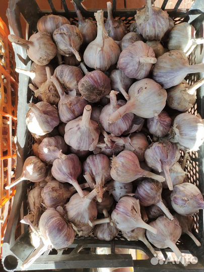Чеснок домашний