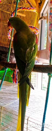 Александрийский попугай выкормыш