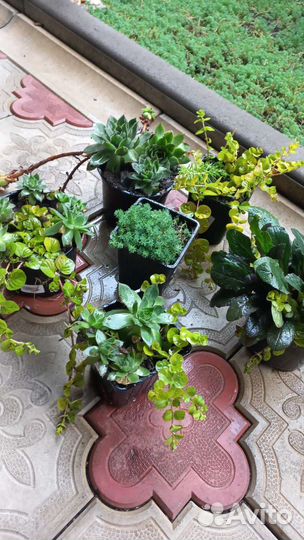 Роза каменная (молодило),очиток,живучка