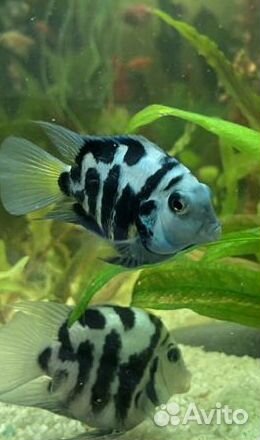 Рыбка сапфировый попугай
