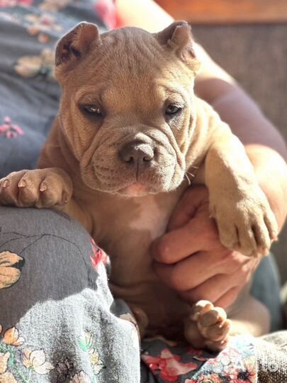 Щенки Американского булли покет