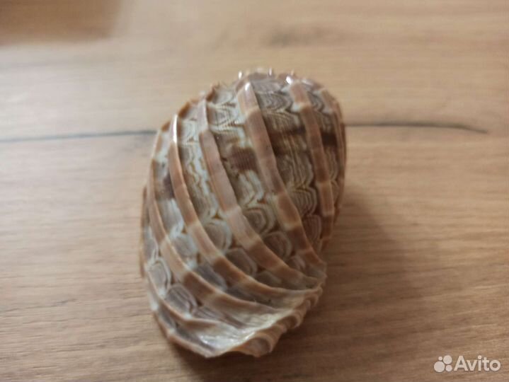 Морская раковина