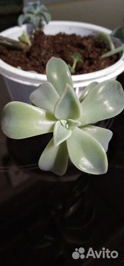 Скккулент (граптопеталлум парагвайский)