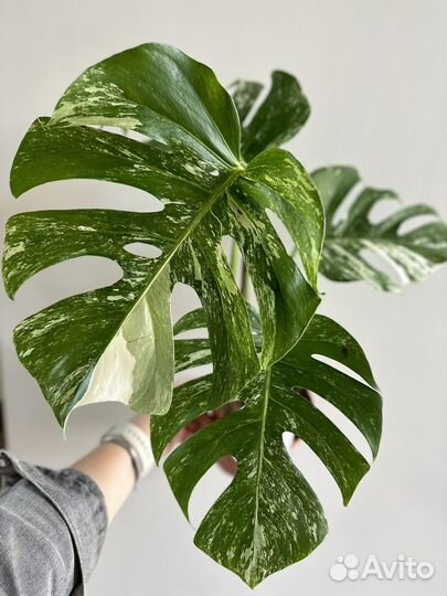 Монстера вариегатная
