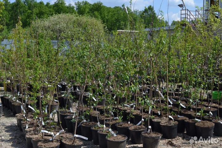 Саженцы Плодовые Декоративные деревня Пущино