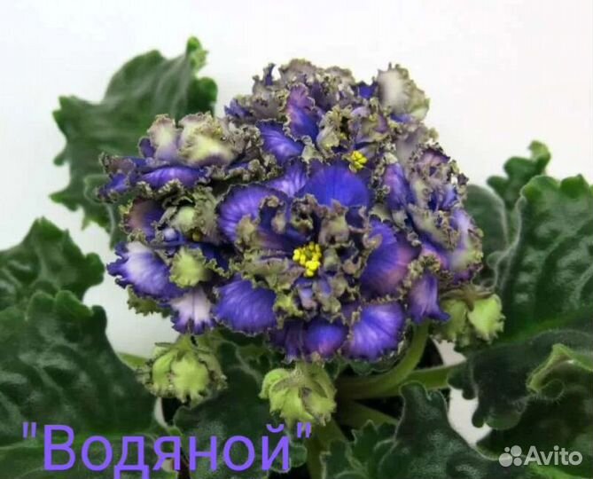 Фиалки сортовые, молодые розетки,стартеры, детки