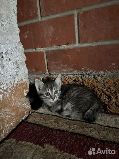 Котята в добрые руки бесплатно