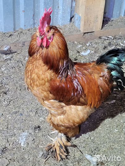 Молодые петухи