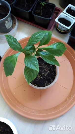 Мушмула японская, лонган, фейхоа, личи, авокадо