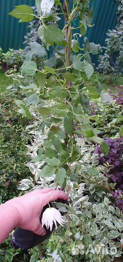 Саженцы княжиков зкс 18 редких сортов