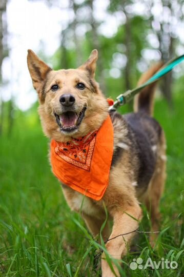 Ласковая собака грустит в приюте