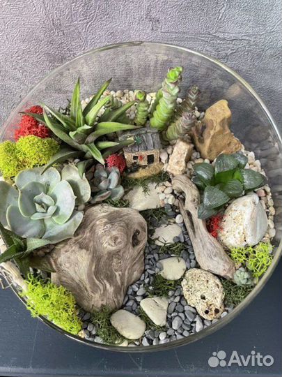 Растения, цветы, семена, флорариум