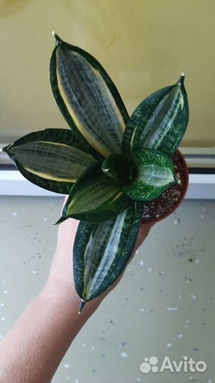 Сансевиерия ханни зебра