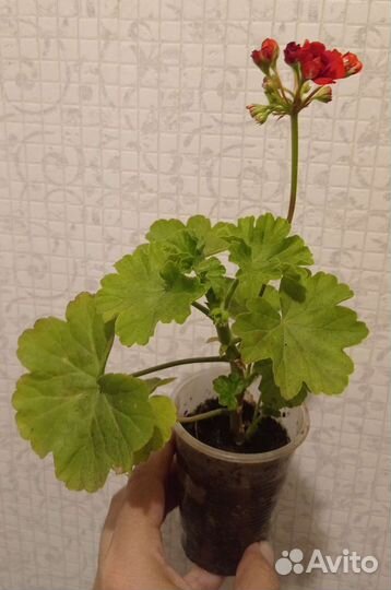 Пеларгония герань