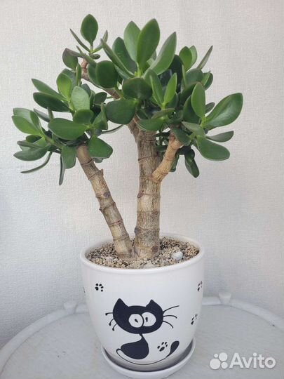 Толстянка, крассула коралл, денежное дерево