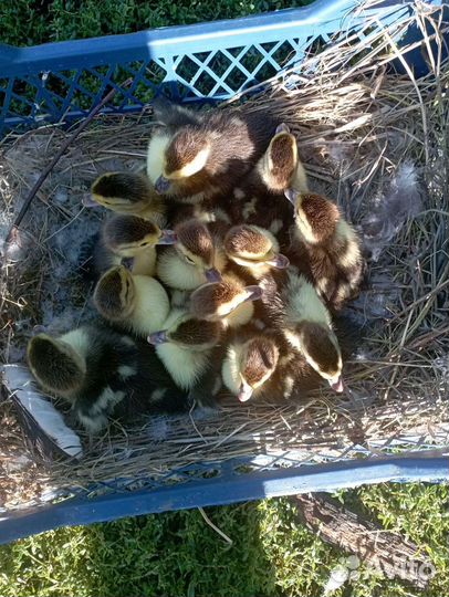 Продам индоутят из под утки